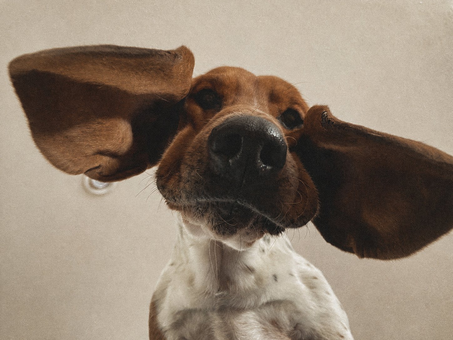 A happy dog wearing an Etho smart collar